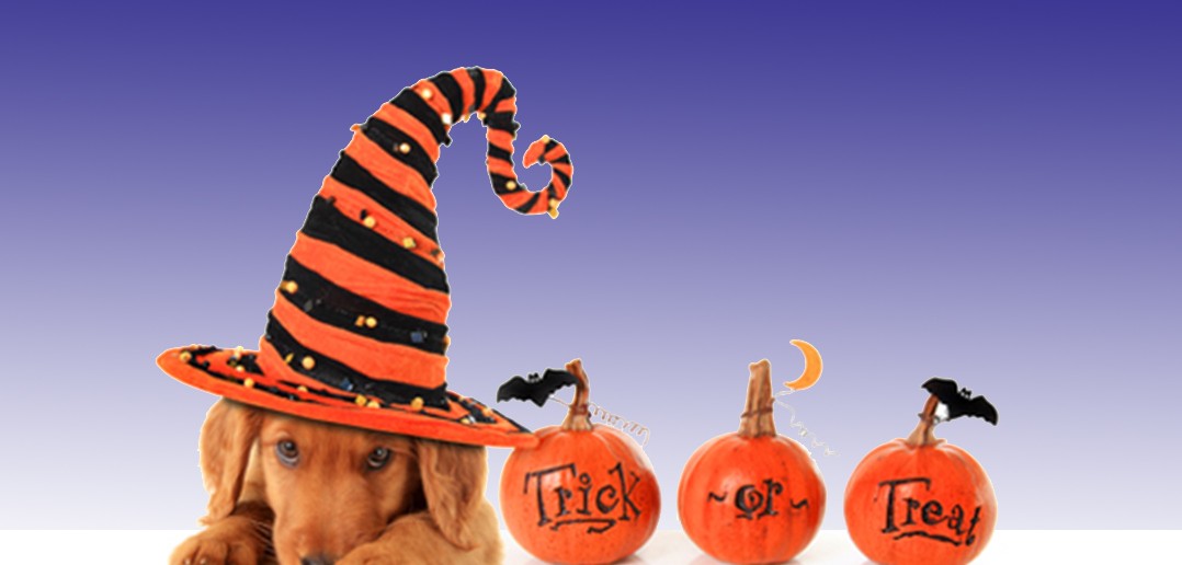 cute dog wearing a witches hat sitting next to three pumpkins