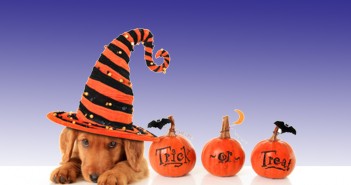 cute dog wearing a witches hat sitting next to three pumpkins