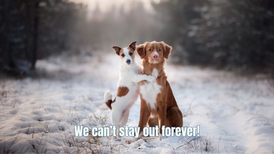 two dogs outside in the snow