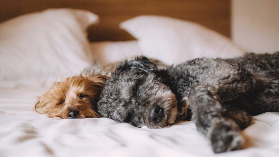 two little dogs sleeping in their owners bed