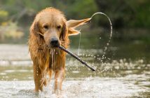 Fun Activities To Do With Your Dog This Summer