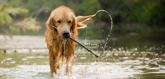 Fun Activities To Do With Your Dog This Summer