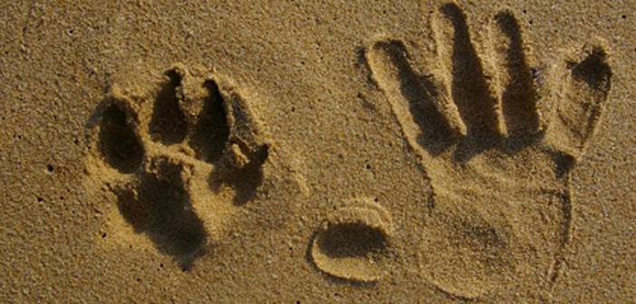paw print next to hand print in the sand