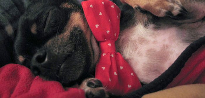 puppy wearing a red bowtie and taking a nap