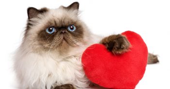 persian cat with a red heart valentine