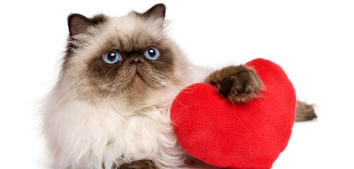 persian cat with a red heart valentine