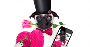 pug dog with valentine gifts