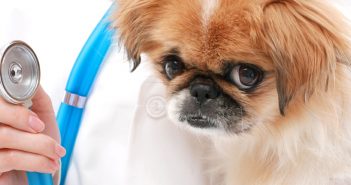 vet checking a dog's heart