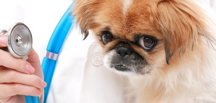 vet checking a dog's heart