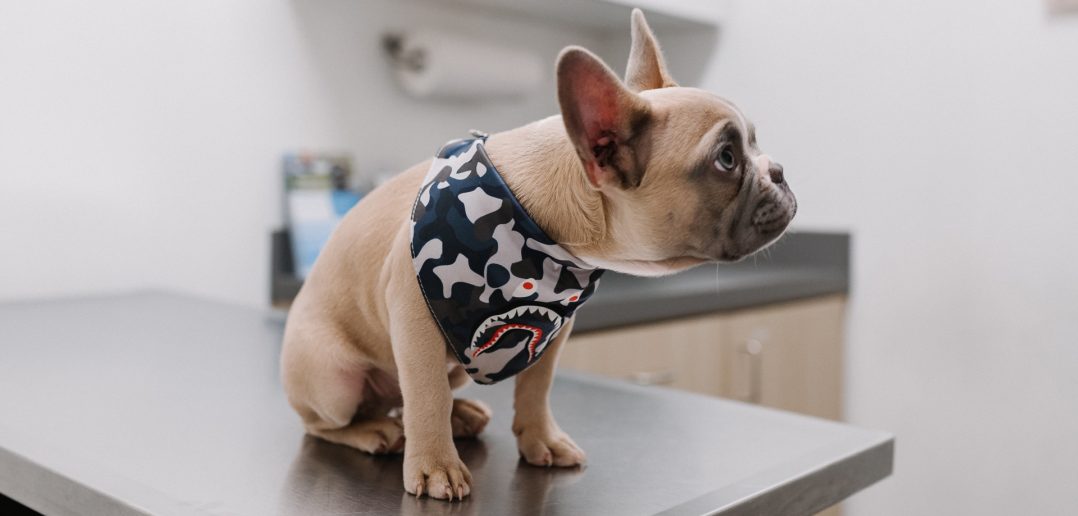 little dog wearing a bandana sitting on the veterinarian office table