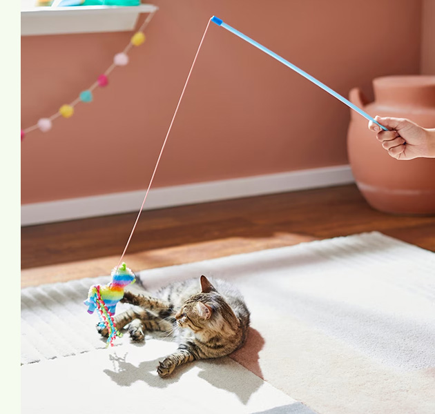 child playing with a cat using a wand toy