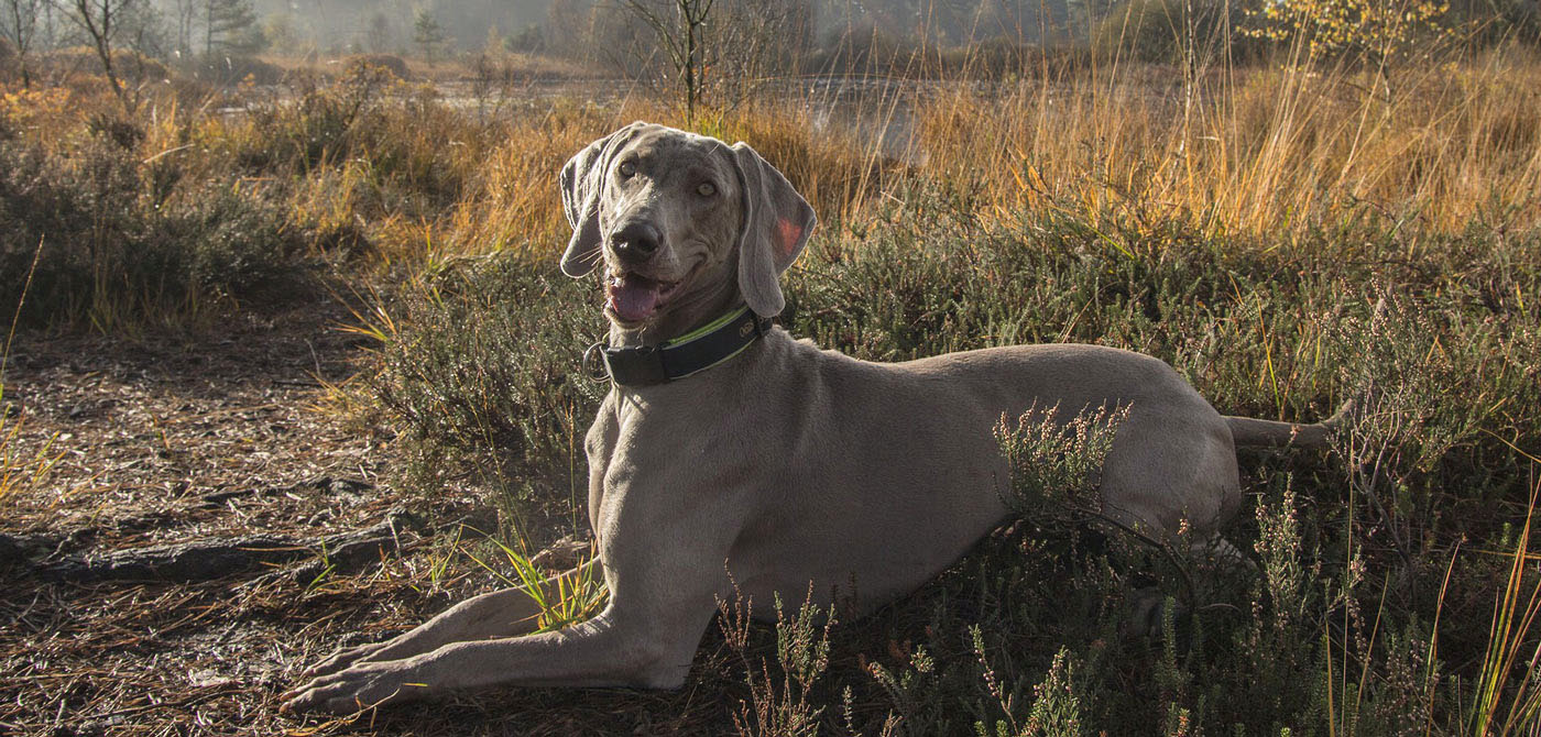 The Most Difficult Dog Breeds To Raise