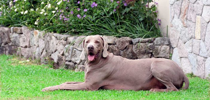 Weimaraner dog laying in a nicely landscaped yard