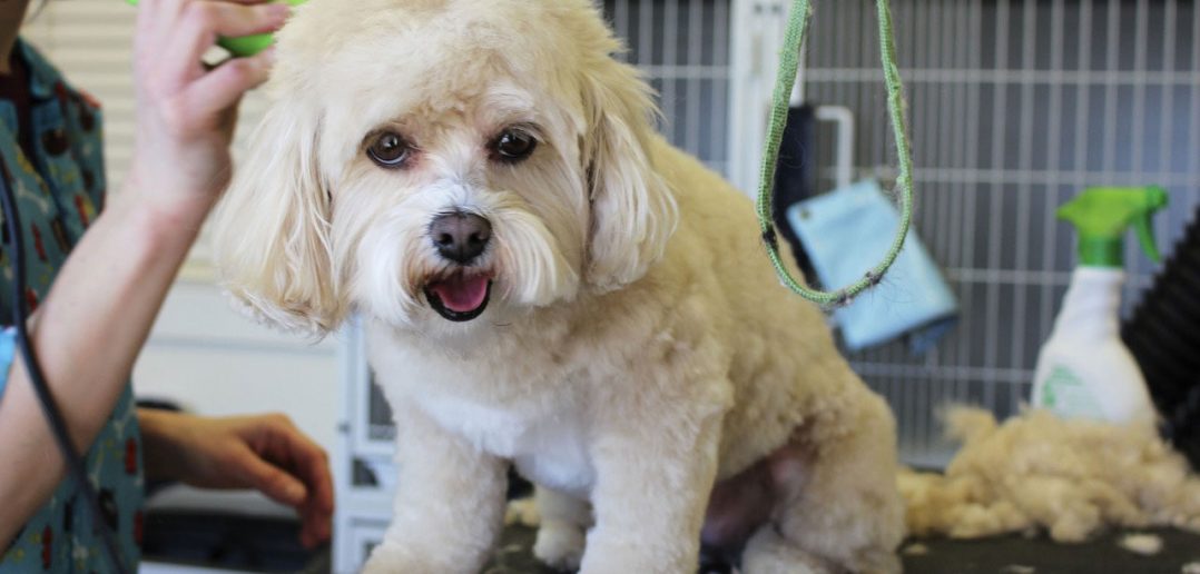 white poodle dog at the groomers