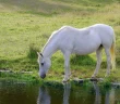 white horse drinking water from a pasture pond