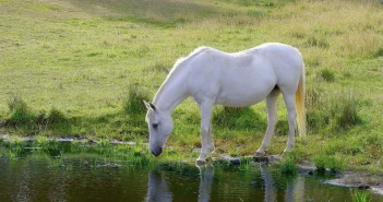 white horse drinking water from a pasture pond