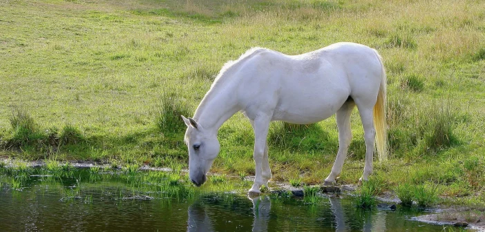 white horse drinking water from a pasture pond