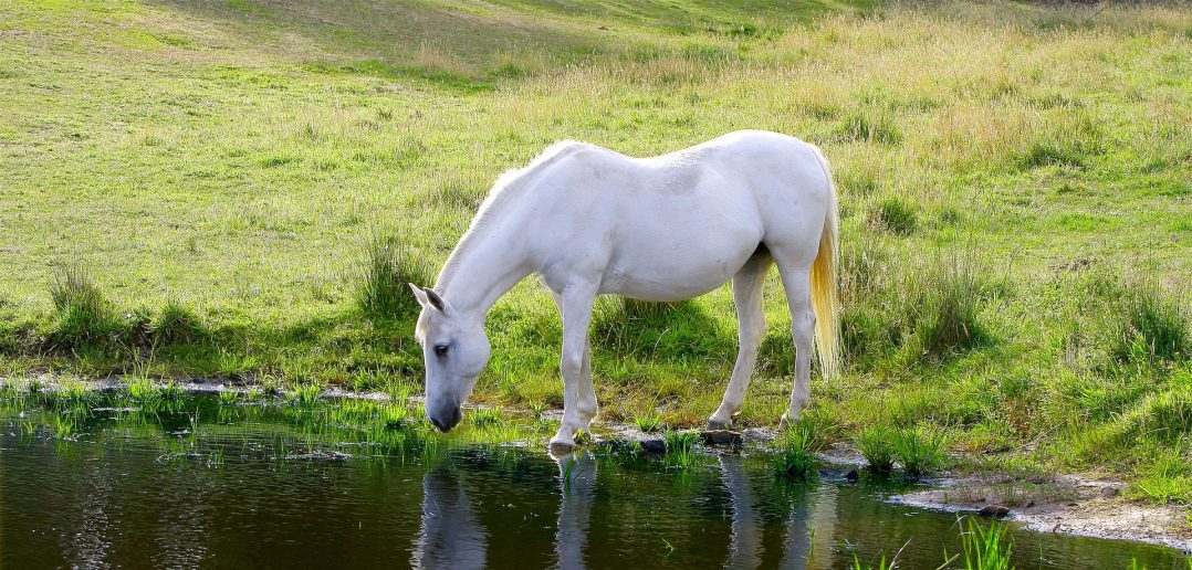white horse drinking water from a pasture pond