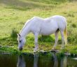 white horse drinking water from a pasture pond