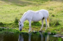 white horse drinking water from a pasture pond