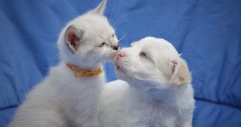 cute little white kitten touching noses with a cute little white puppy
