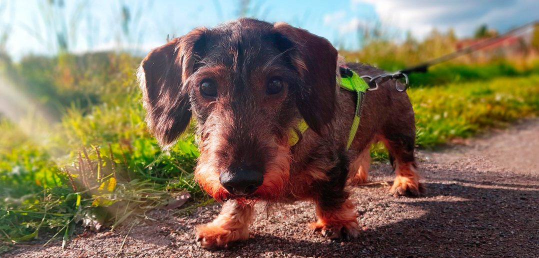 wire-haired dachshund on a leash looking into a camera lens