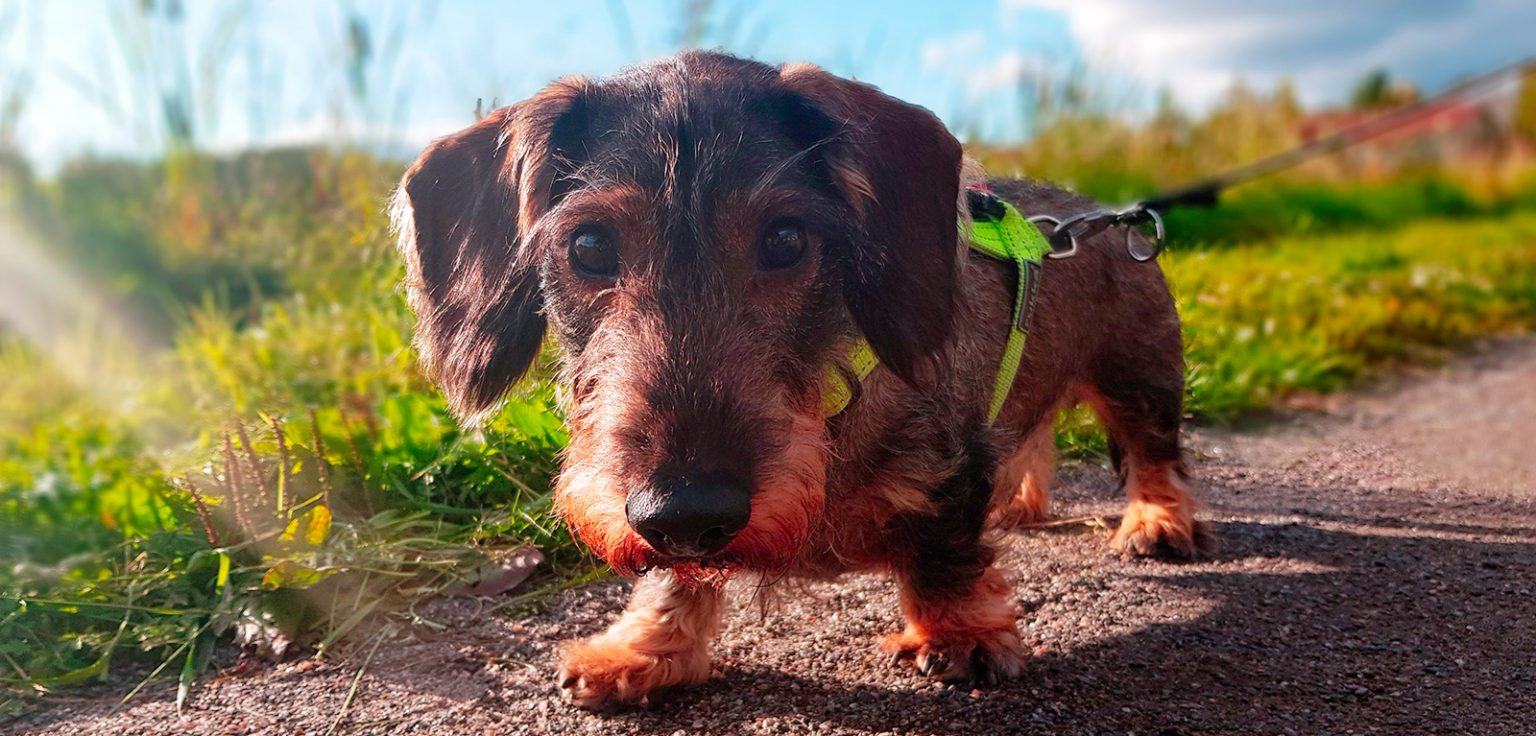 Do WireHaired Dachshunds Make Good Pets? 15 Things to Know Before You