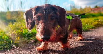 wire-haired dachshund on a leash looking into a camera lens