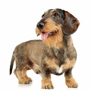 studio shot of a wire-haired Dachshund dog standing isolated on a white background