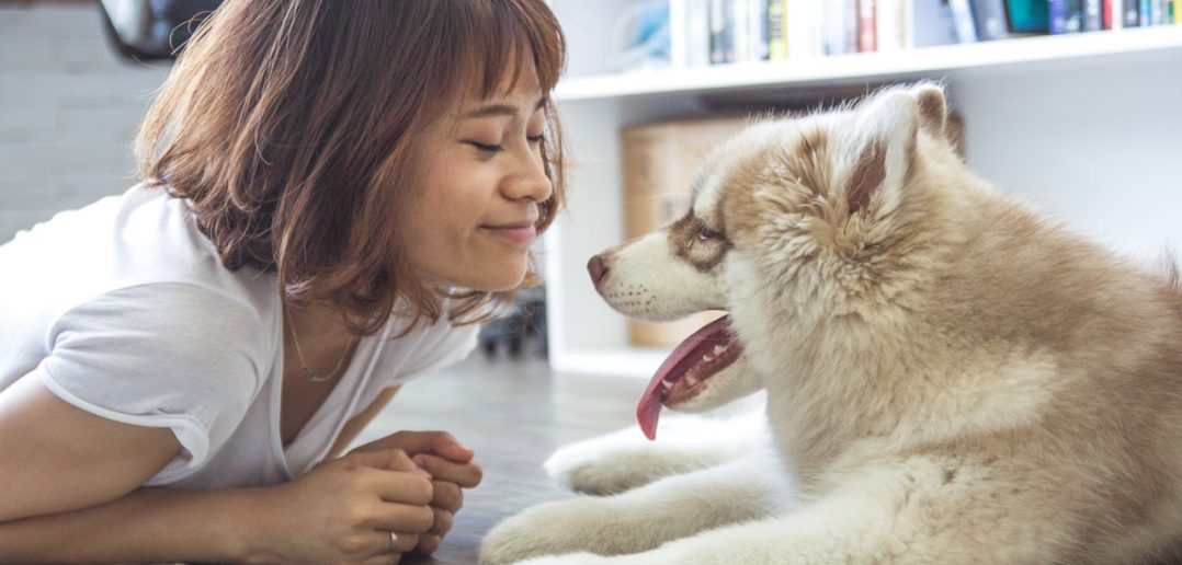 Woman looking at husky puppy on the floor.