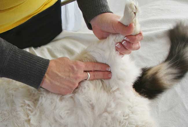 woman checking a cat for femoral artery pulse rate