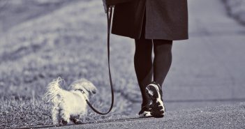 woman walking a little white dog on a leash