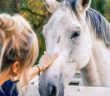 Woman gently touching the face of a white horse at a fence, evaluating the horse up close