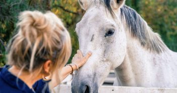 Woman gently touching the face of a white horse at a fence, evaluating the horse up close