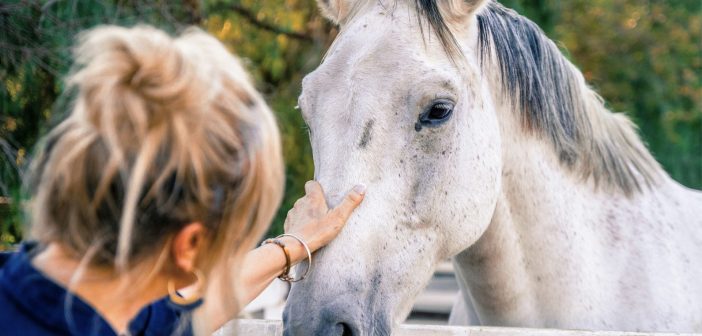 Woman gently touching the face of a white horse at a fence, evaluating the horse up close