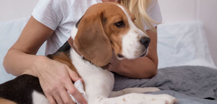 woman petting her beagle dog