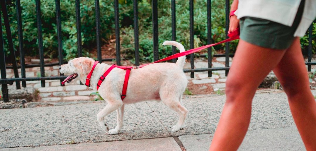 photo of a woman wearing shorts walking her lab dog on a city sidewalk