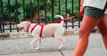 photo of a woman wearing shorts walking her lab dog on a city sidewalk