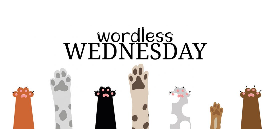 wordless wednesday banner