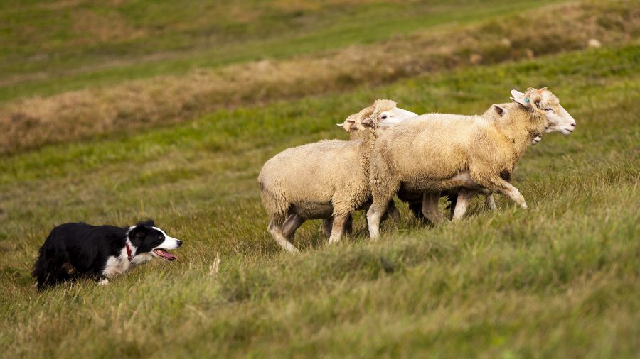 Border Collie herding a small group of sheep across a grassy field, demonstrating classic working dog behavior