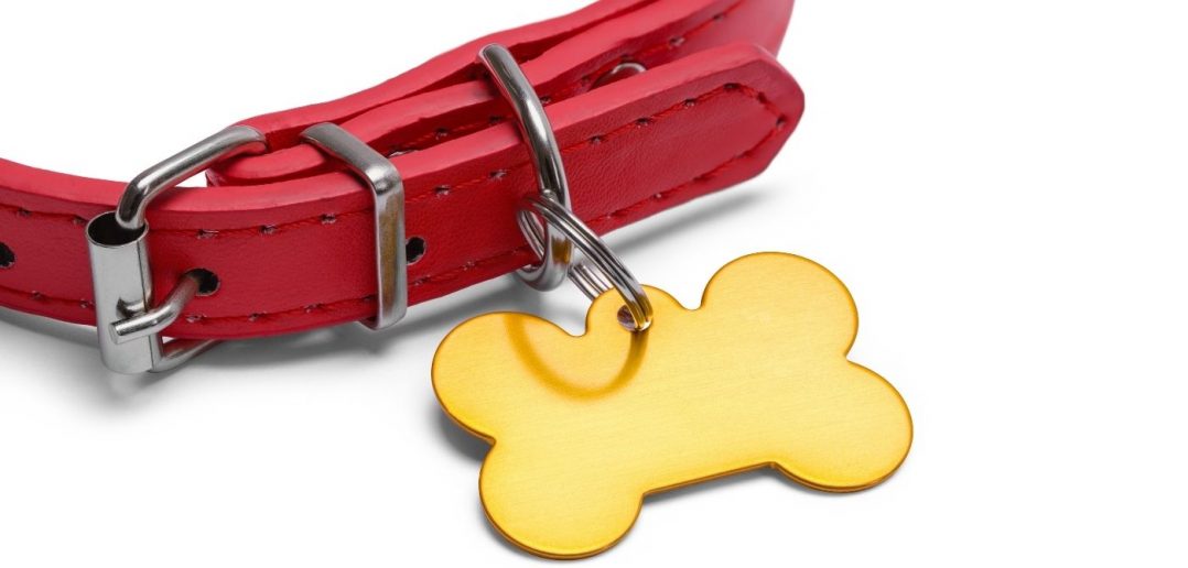 Must-Have Fashion Accessories for Dogs