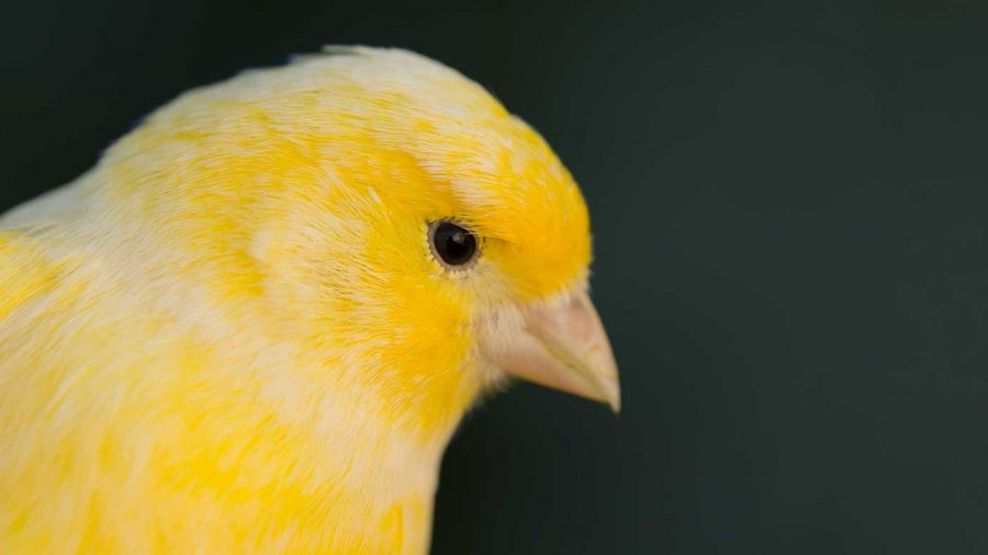 yellow canary