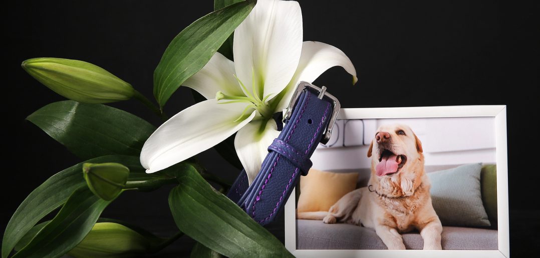 Framed photo of a yellow labrador dog with collar and lily flower, honoring a pet's memory.