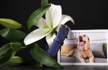 Framed photo of a yellow labrador dog with collar and lily flower, honoring a pet's memory.