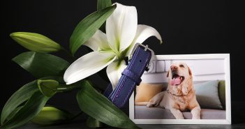 Tiny Reminders of Big Love Framed photo of a yellow labrador dog with collar and lily flower, honoring a pet's memory.