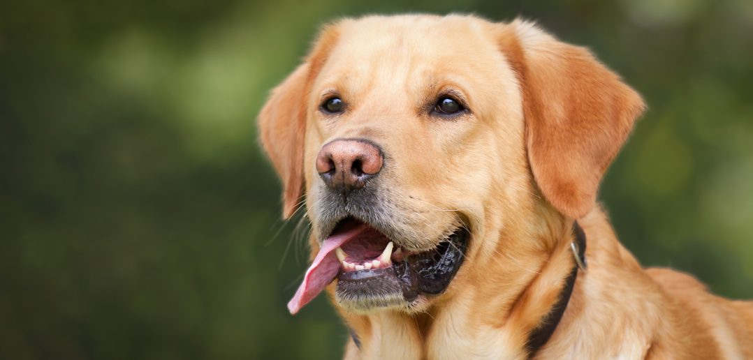 close up of a yellow lab dog's face with his tongue sticking out