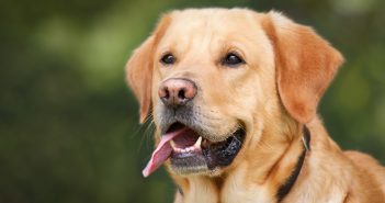 close up of a yellow lab dog's face with his tongue sticking out