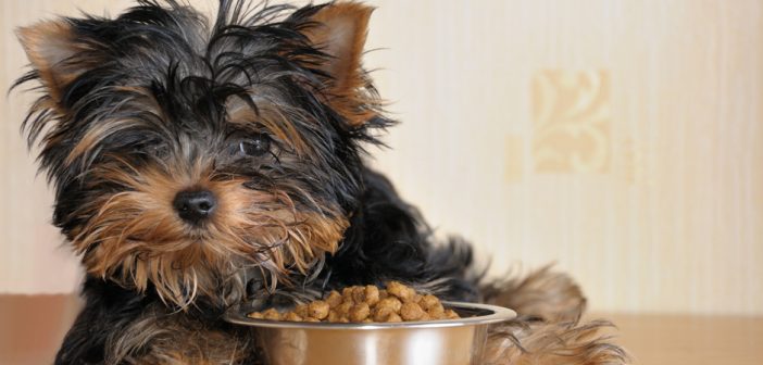 yorkie laying with a bowl of dog food