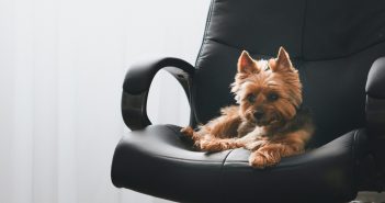 cute yorkie terrier laying in a black office chair