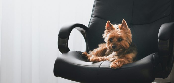 cute yorkie terrier laying in a black office chair